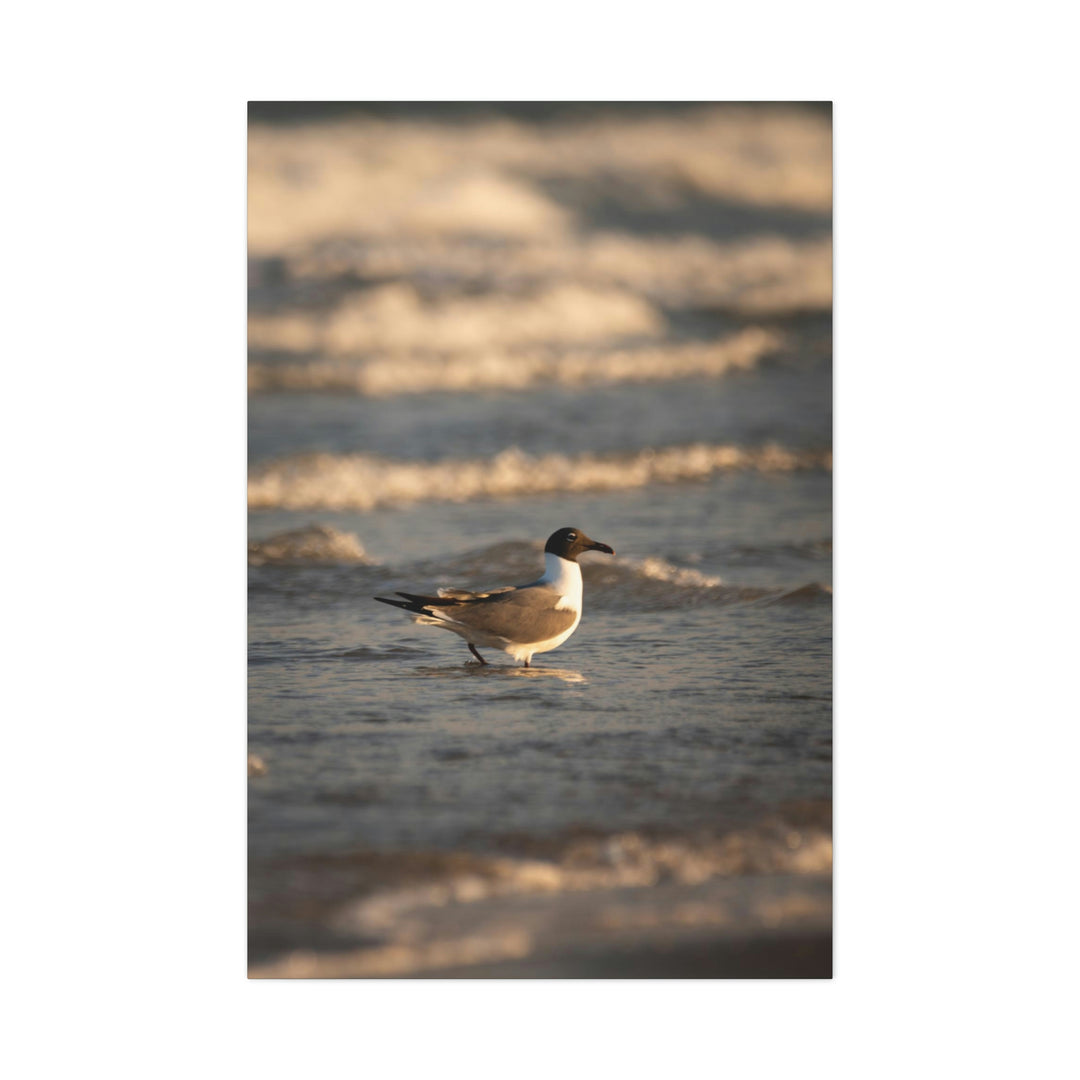 Laughing Gull in the Surf - Canvas