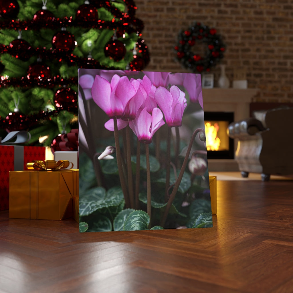 Cyclamen Reach - Canvas