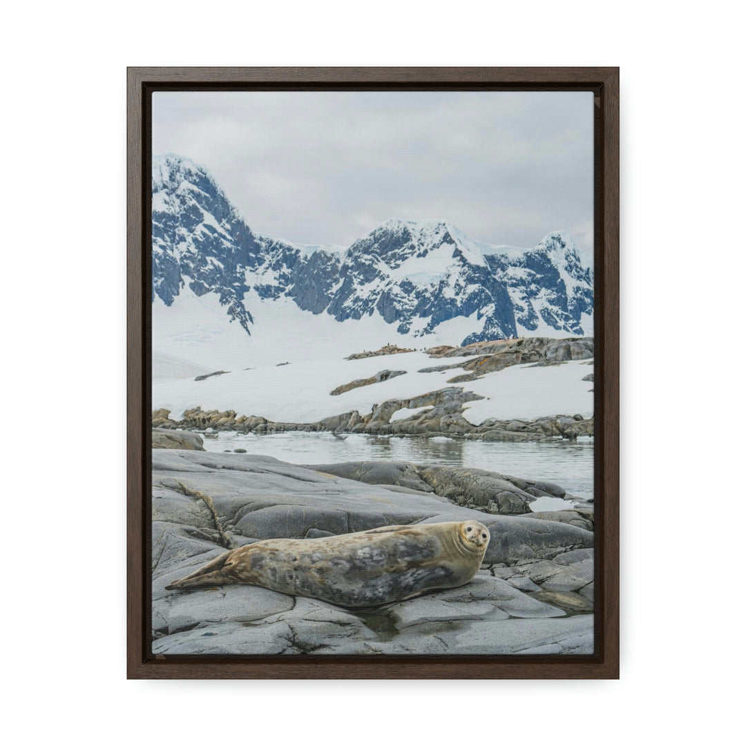 Weddell Relaxing - Canvas with Frame