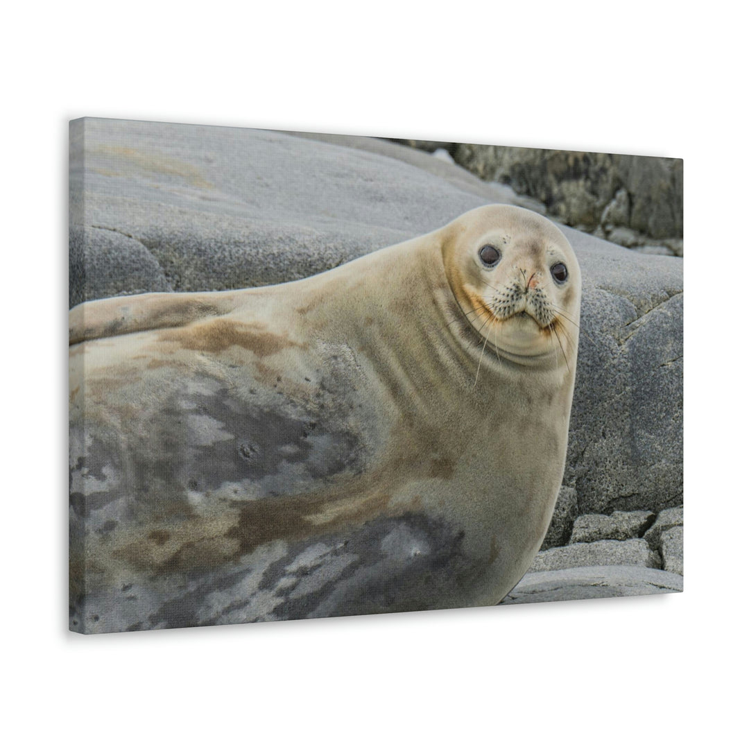 Weddell Smile - Canvas