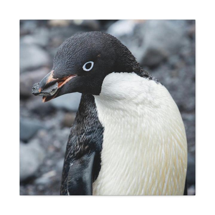 A Penguin's Pebble - Canvas