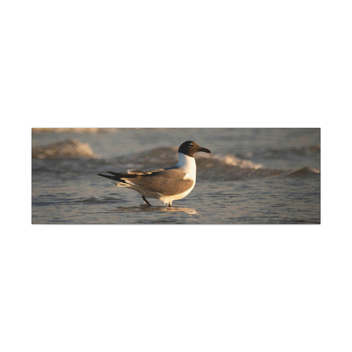 Laughing Gull in the Surf - Canvas