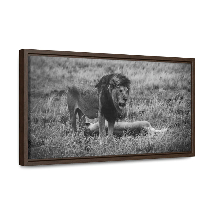 Mating Lions in Black and White - Canvas with Frame