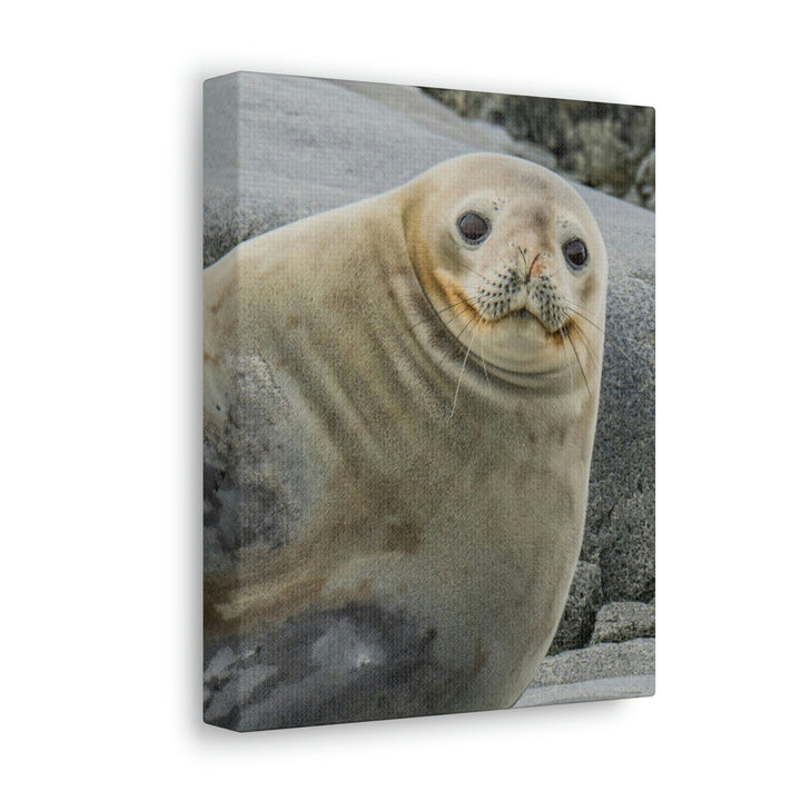 Weddell Smile - Canvas