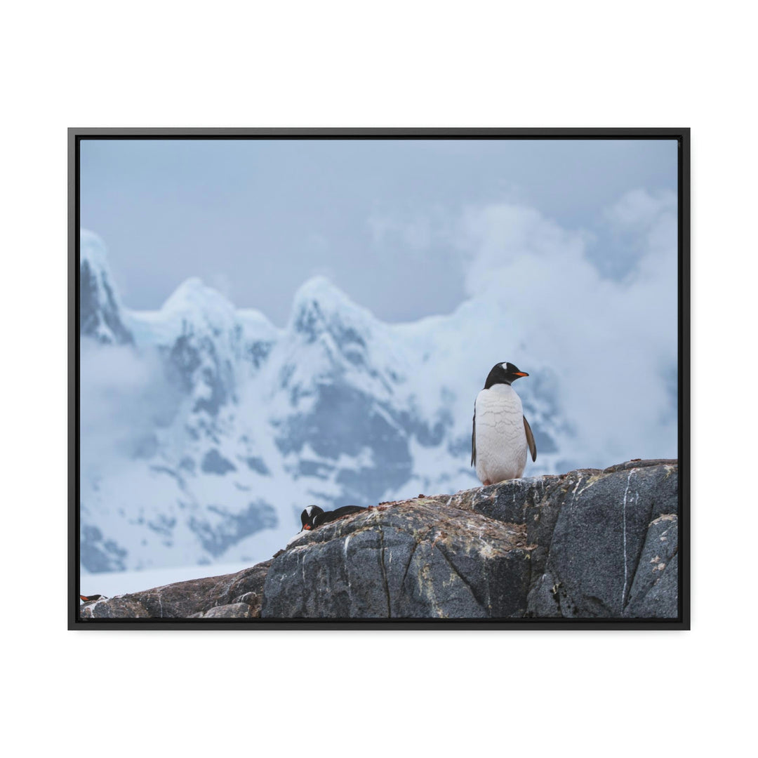 Poised Penguin - Canvas with Frame