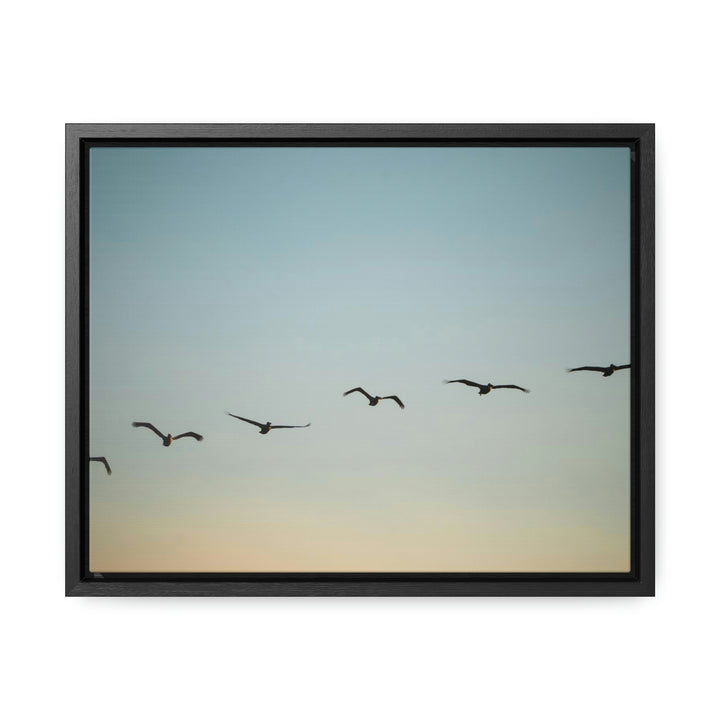 Brown Pelicans in Flight - Canvas with Frame