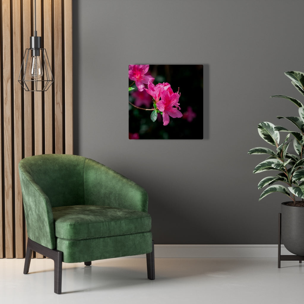 Standout Azalea - Canvas