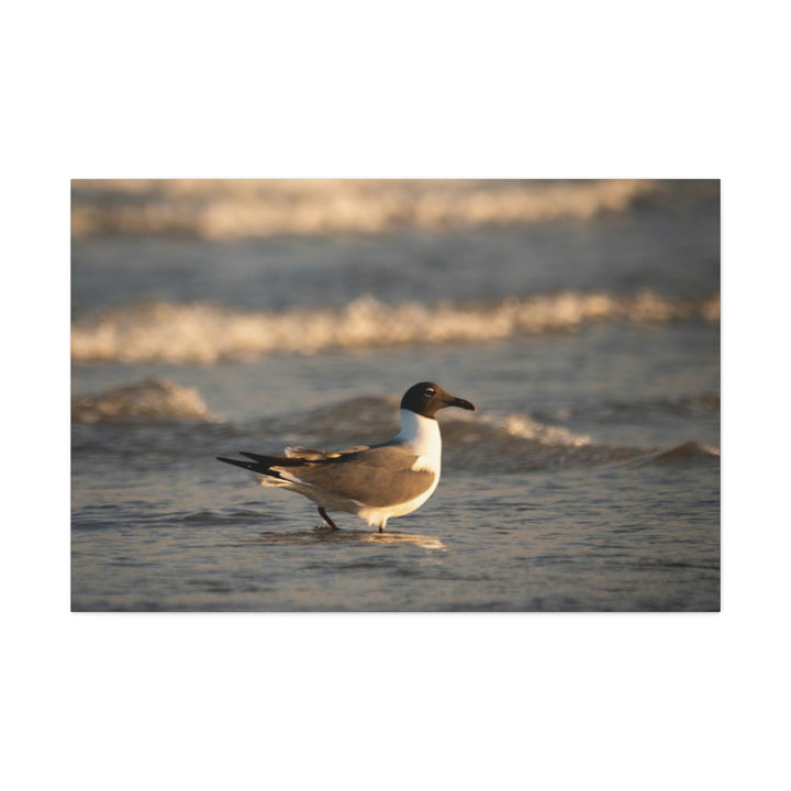 Laughing Gull in the Surf - Canvas