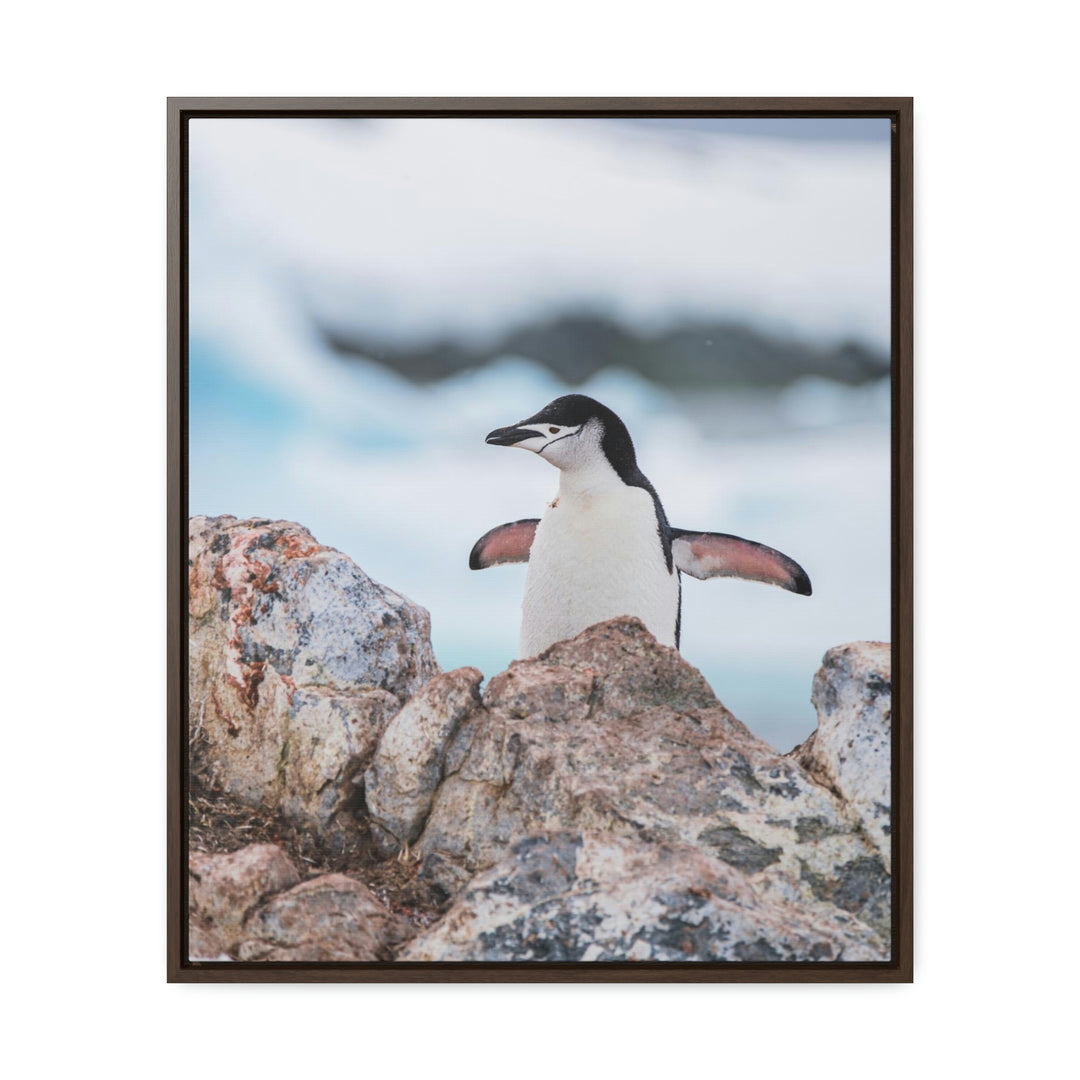 Stretched Penguin - Canvas with Frame