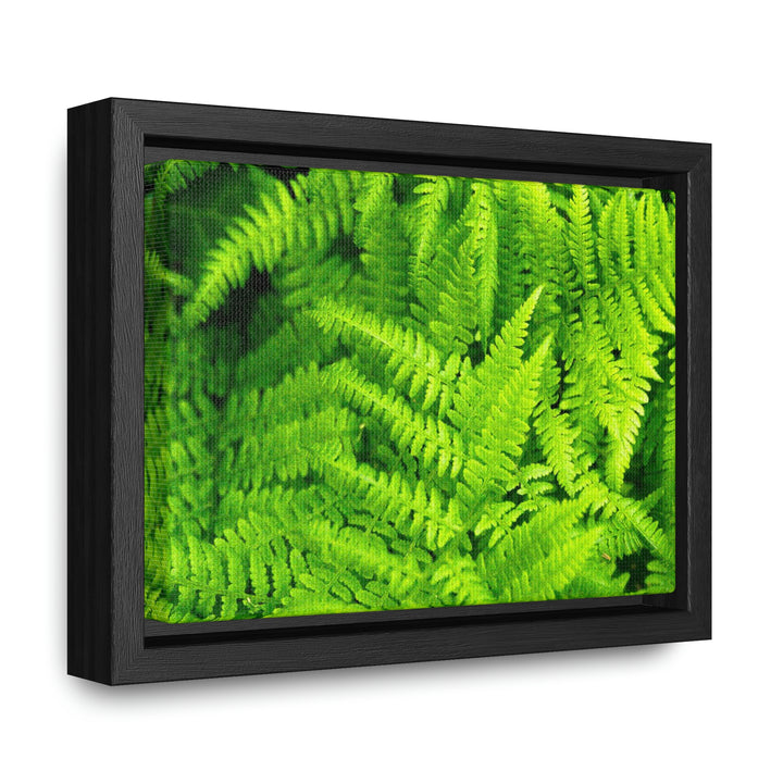 Ferns, Ferns, Ferns - Canvas with Frame