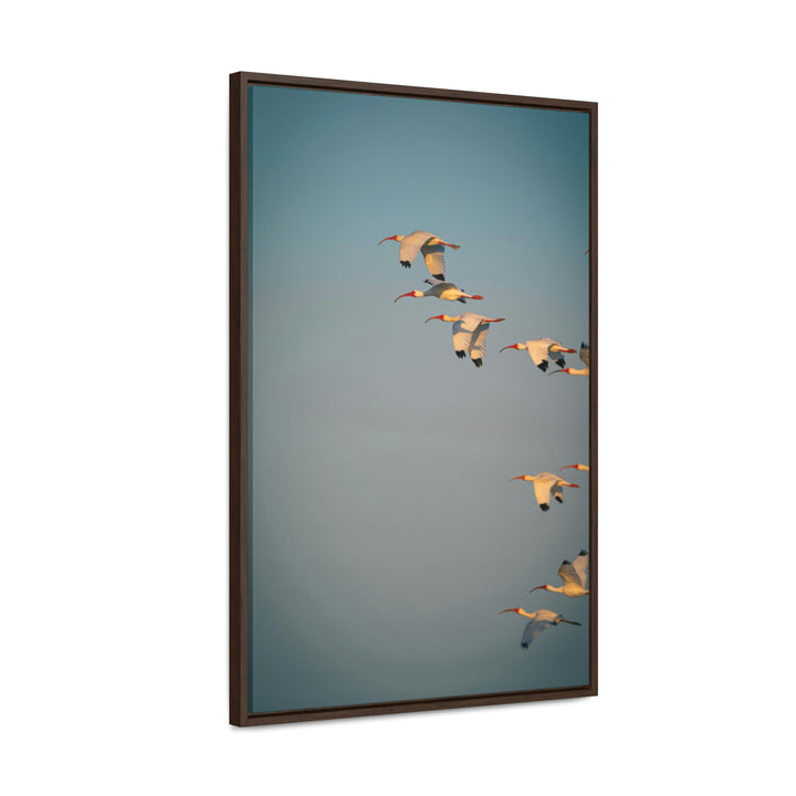 White Ibis in Flight - Canvas with Frame