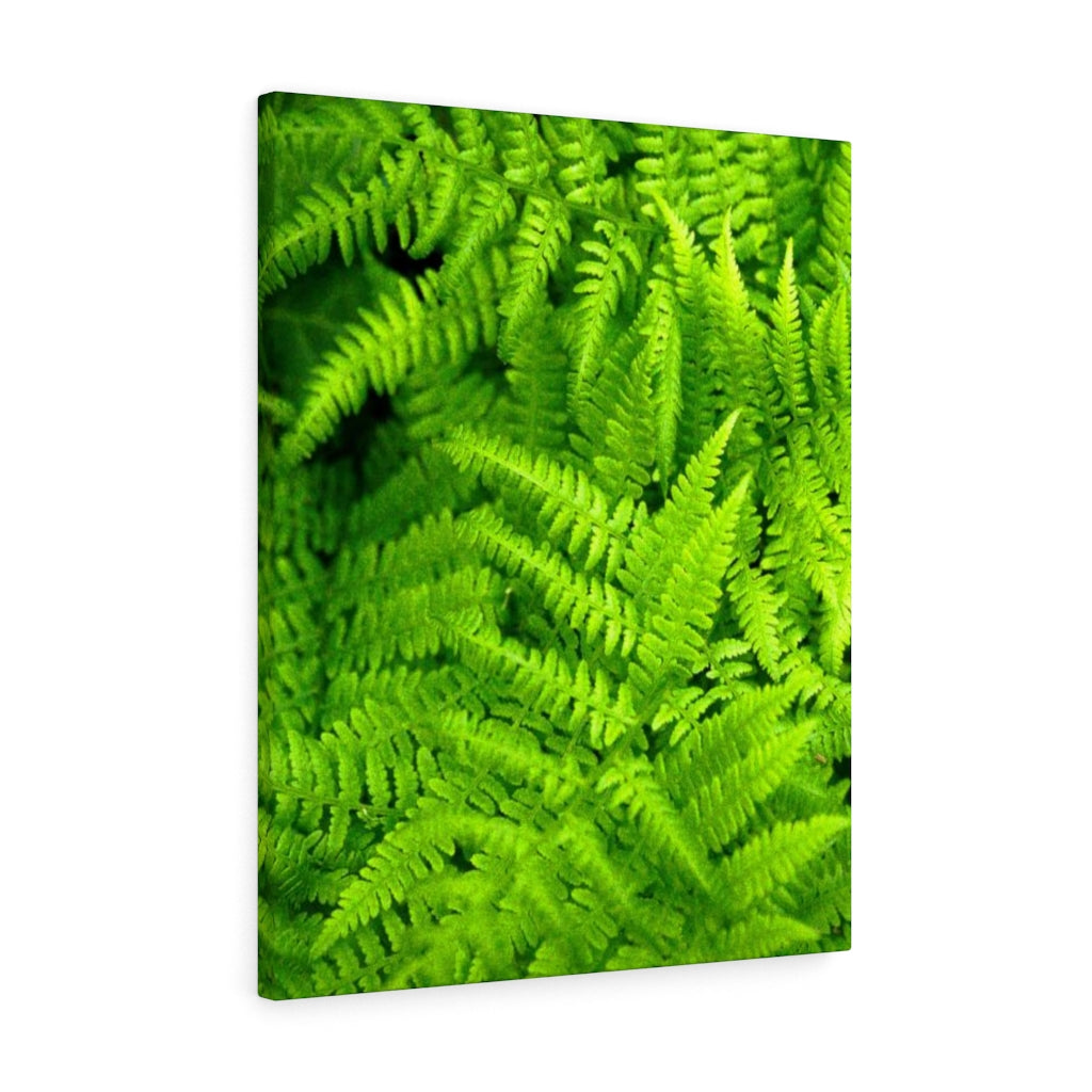 Ferns, Ferns, Ferns - Canvas