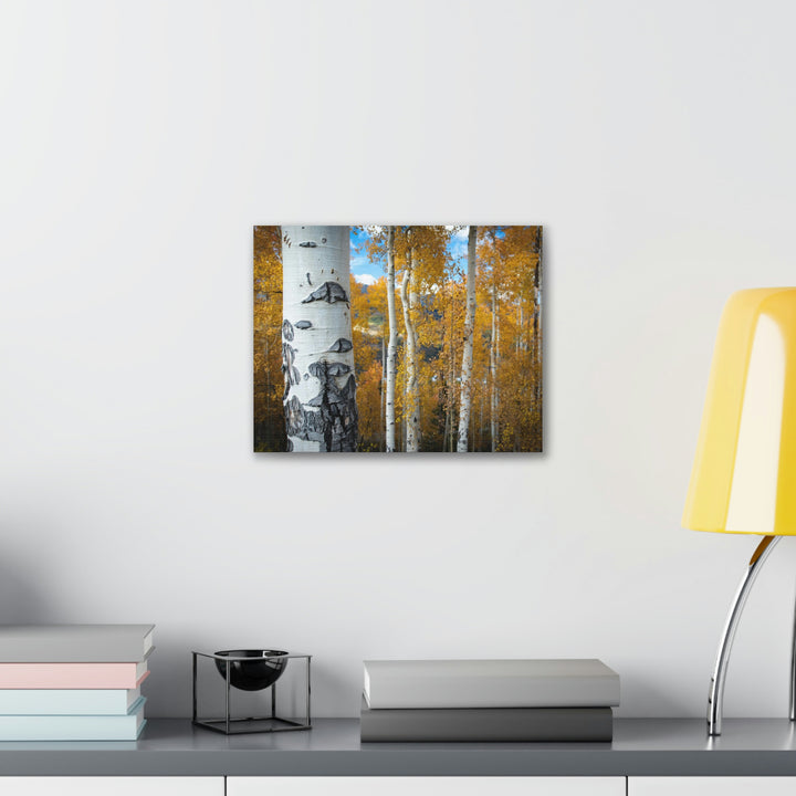 Aspens Changing - Canvas