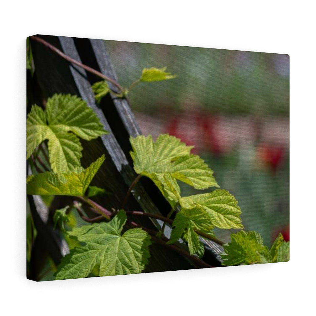 Ivy-Covered Fence - Canvas