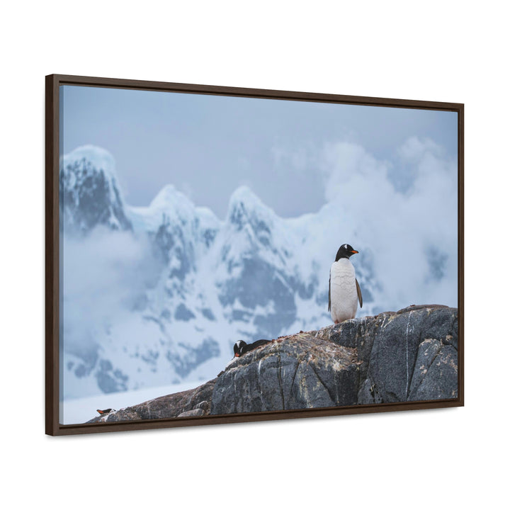 Poised Penguin - Canvas with Frame