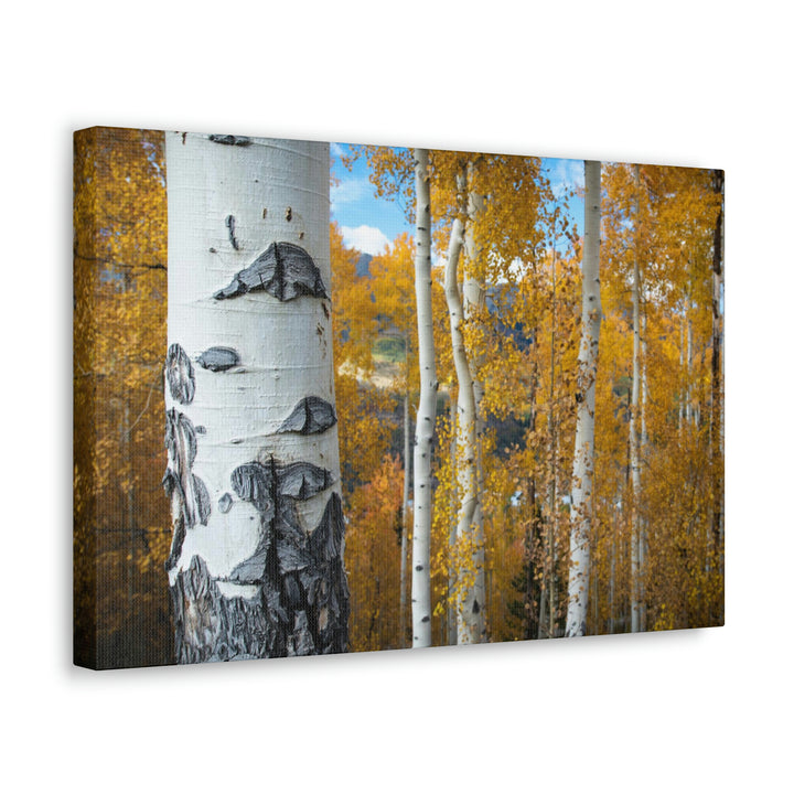 Aspens Changing - Canvas