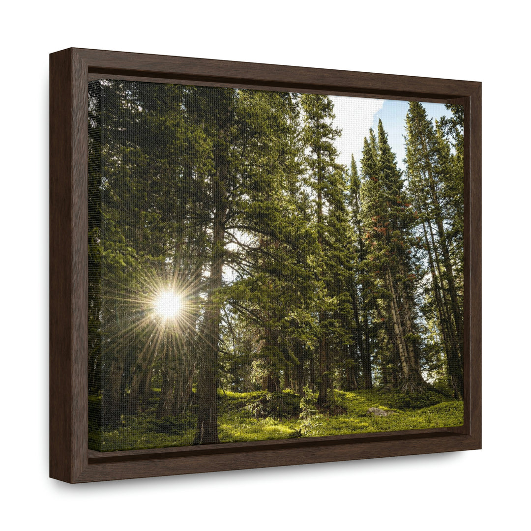 Forest Light - Canvas with Frame