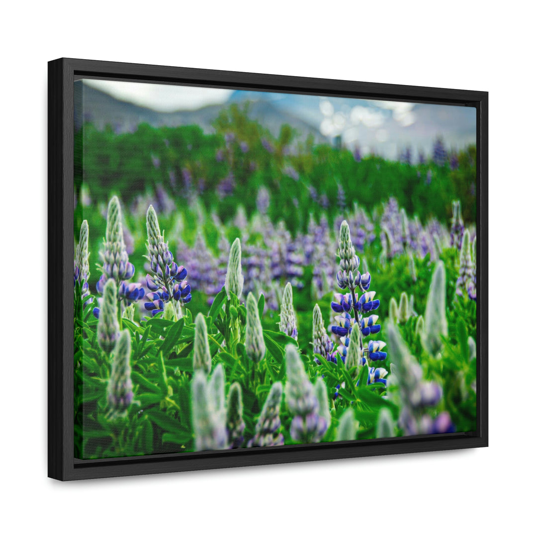 Glowing Lupin with Mountains - Canvas with Frame