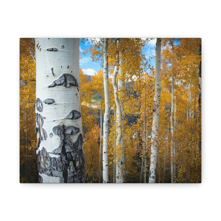 Aspens Changing - Canvas