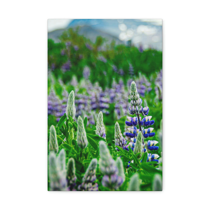 Glowing Lupin with Mountains - Canvas