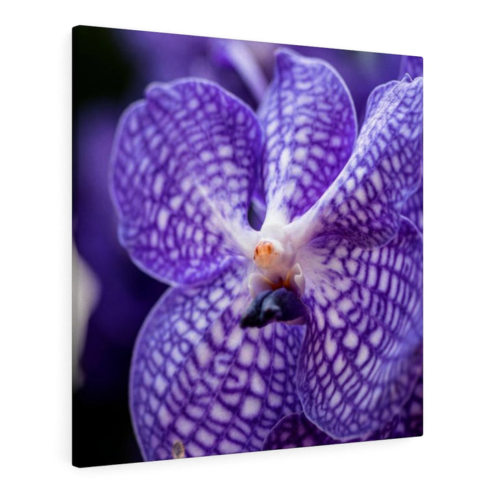 Orchid Detail - Canvas