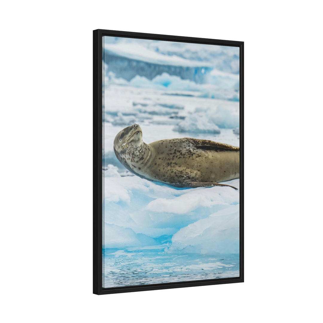 Leopard Seal Relaxing - Canvas with Frame