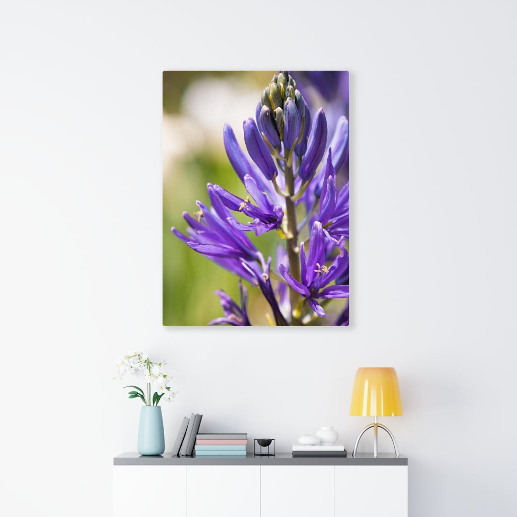 Camas in Bloom - Canvas