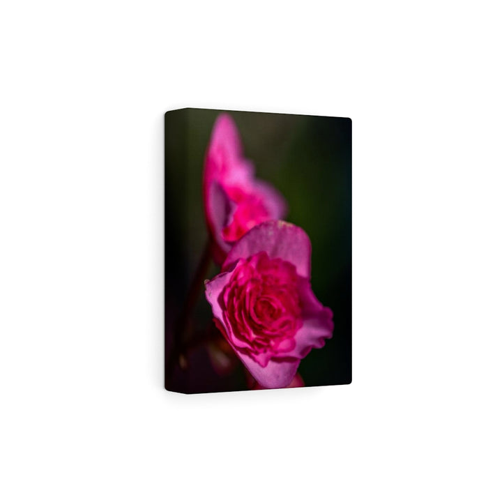 Hybrid Tea Lily - Canvas