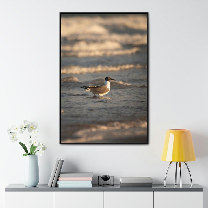 Laughing Gull in the Surf - Canvas with Frame