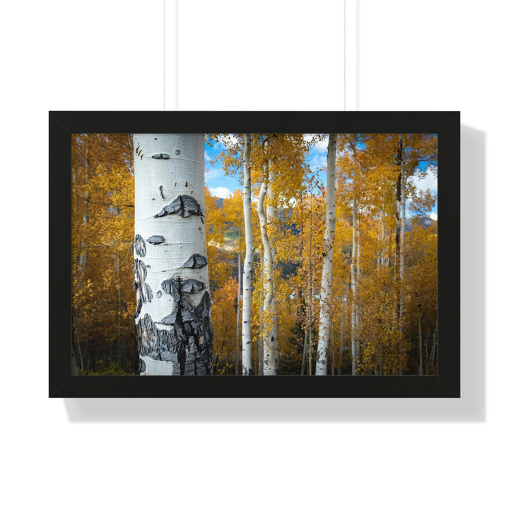 Aspens Changing - Framed Print - Visiting This World