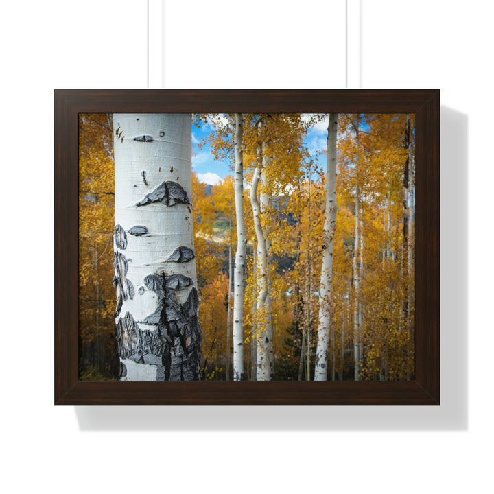 Aspens Changing - Framed Print - Visiting This World