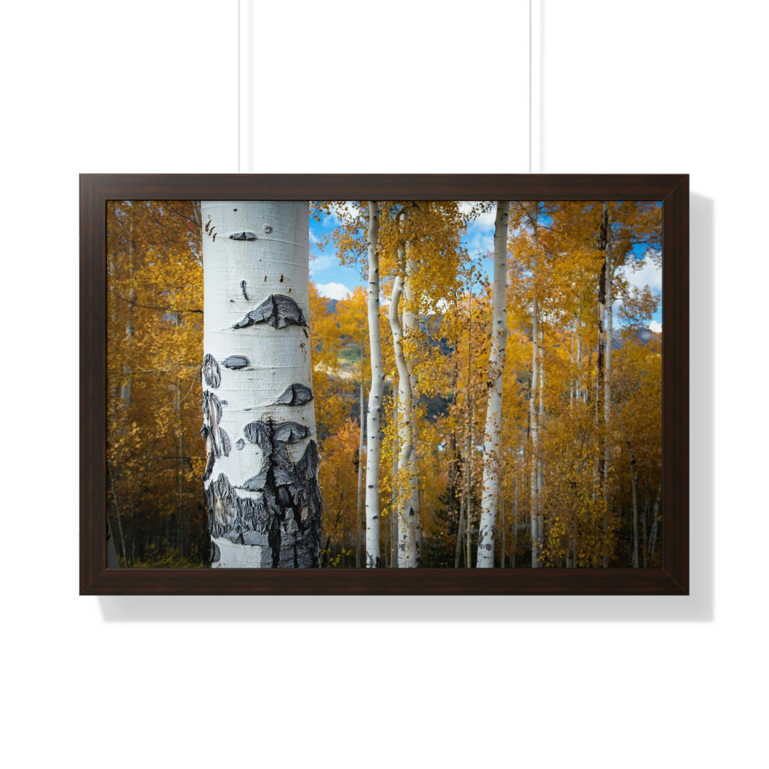 Aspens Changing - Framed Print - Visiting This World