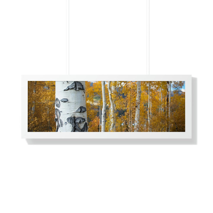 Aspens Changing - Framed Print - Visiting This World