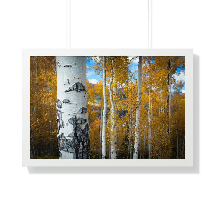 Aspens Changing - Framed Print - Visiting This World