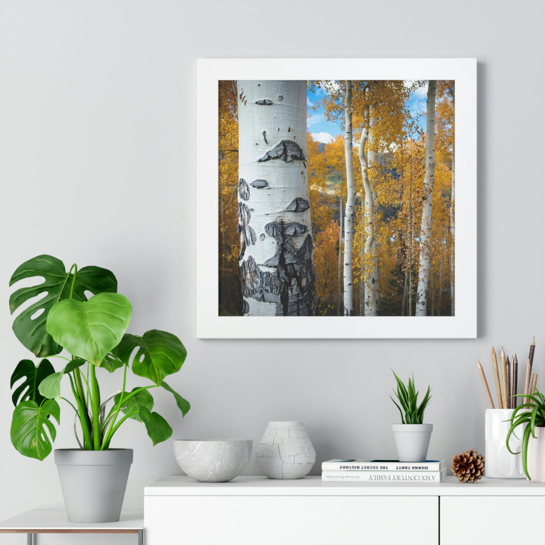 Aspens Changing - Framed Print - Visiting This World