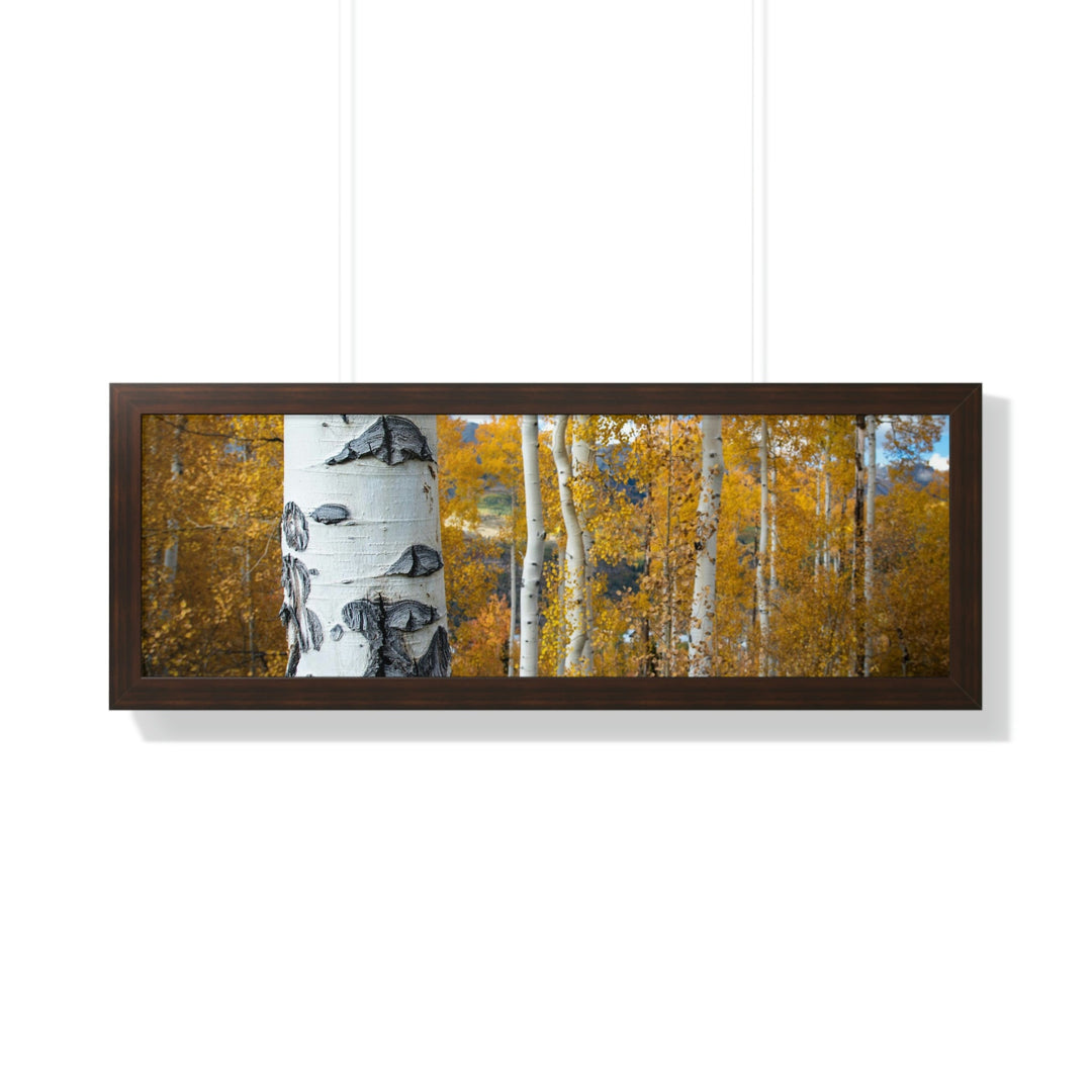 Aspens Changing - Framed Print - Visiting This World