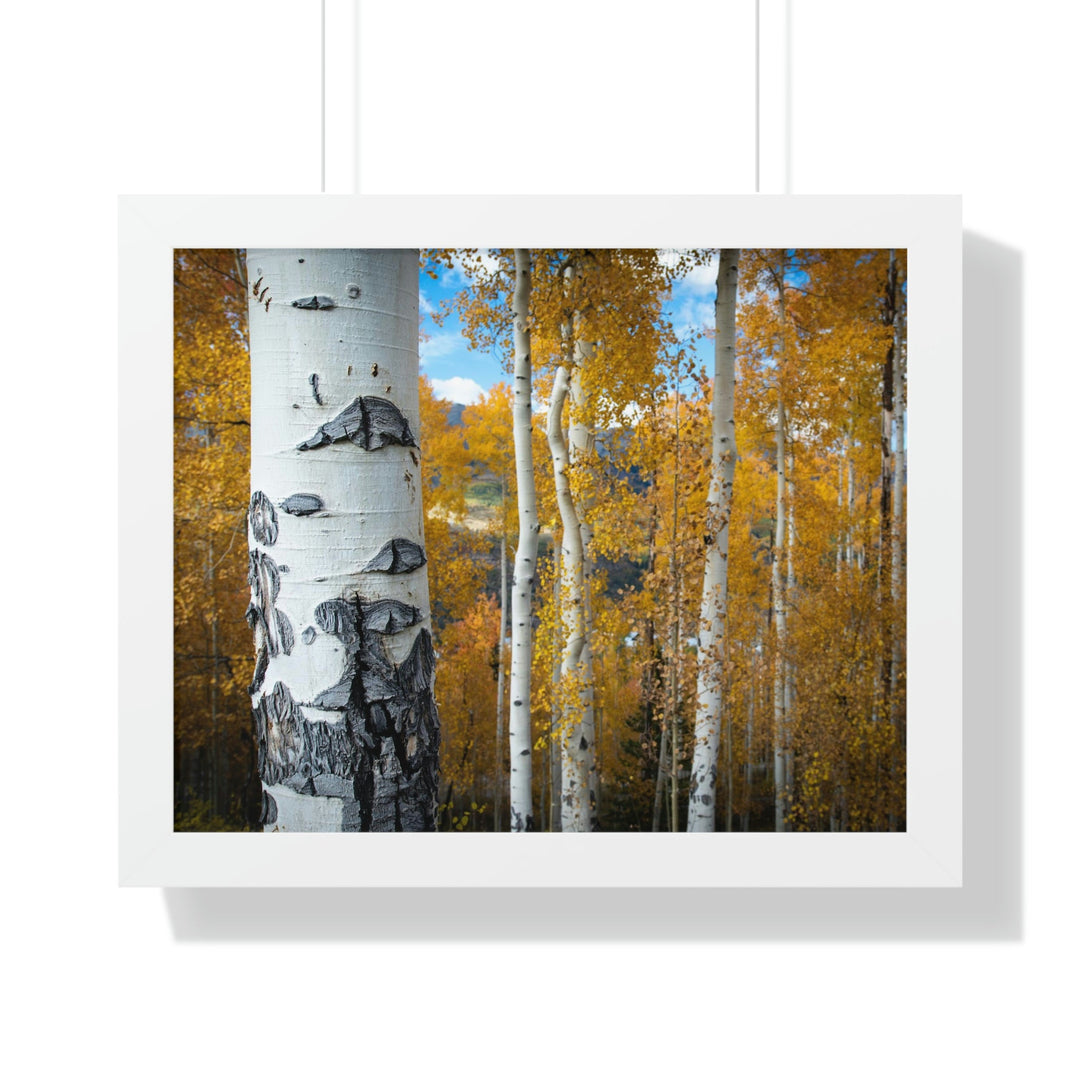 Aspens Changing - Framed Print - Visiting This World