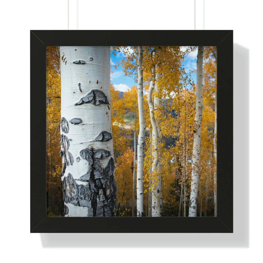 Aspens Changing - Framed Print - Visiting This World