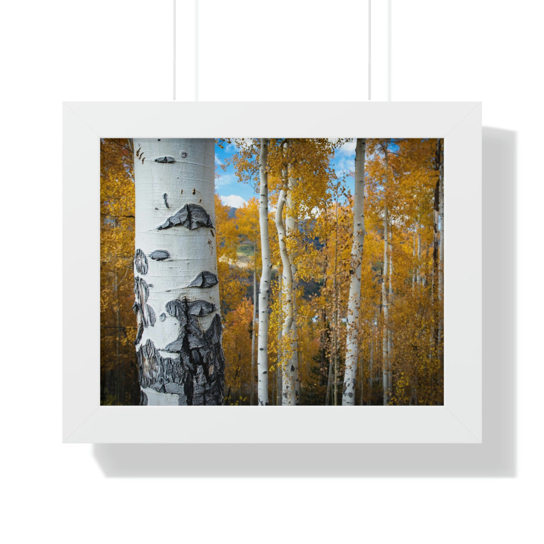 Aspens Changing - Framed Print - Visiting This World