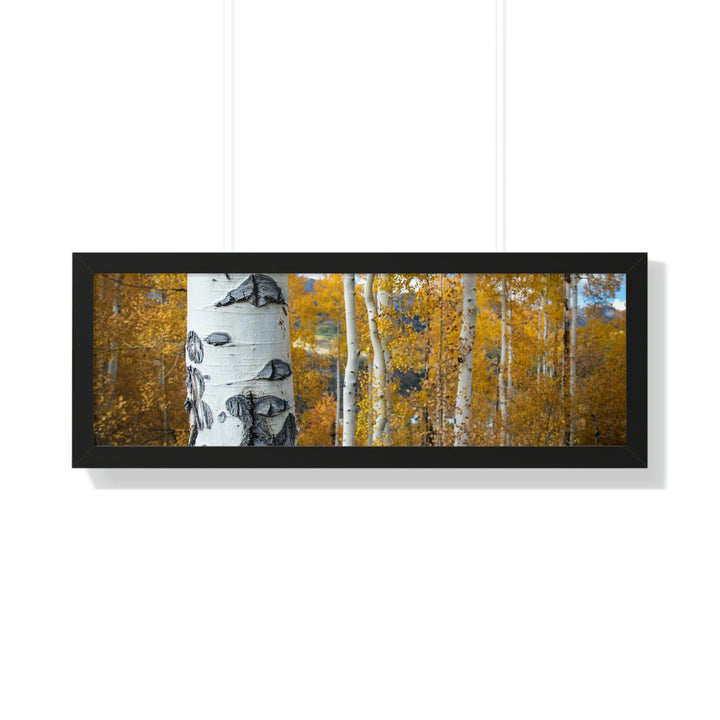 Aspens Changing - Framed Print - Visiting This World