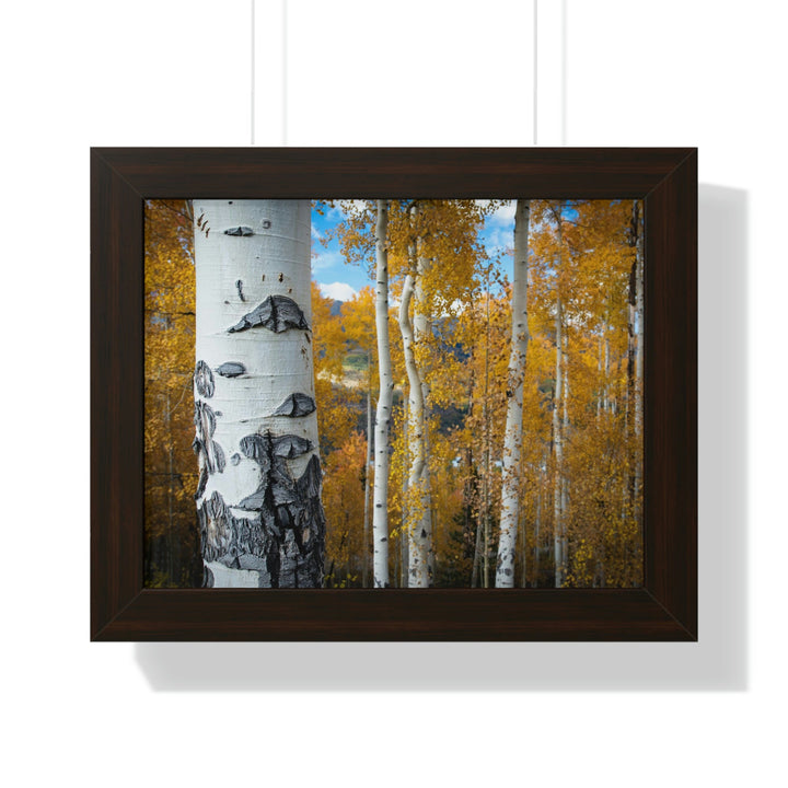 Aspens Changing - Framed Print - Visiting This World