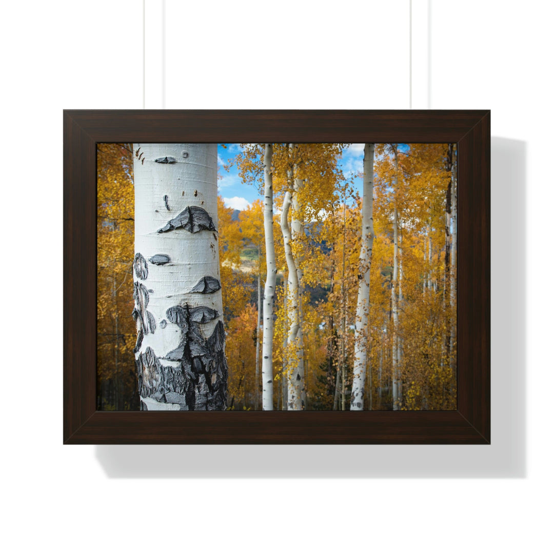 Aspens Changing - Framed Print - Visiting This World