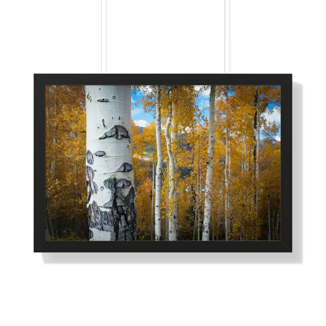 Aspens Changing - Framed Print - Visiting This World