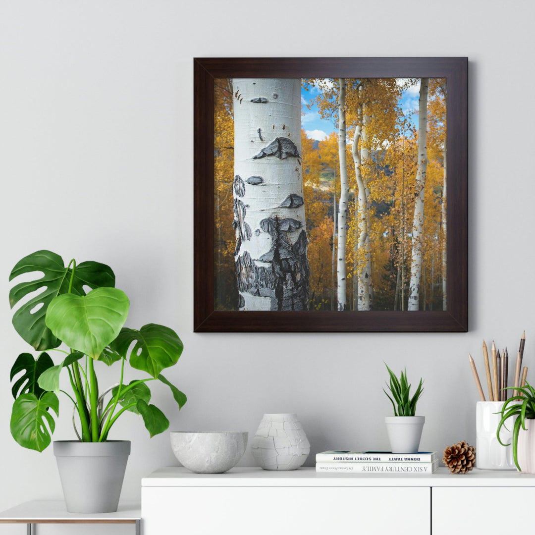 Aspens Changing - Framed Print - Visiting This World