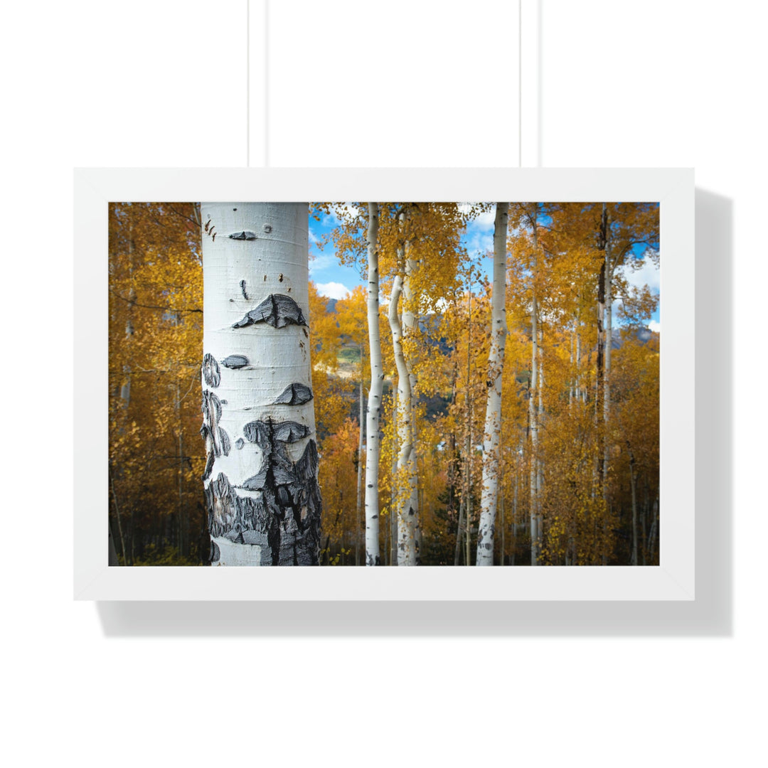 Aspens Changing - Framed Print - Visiting This World