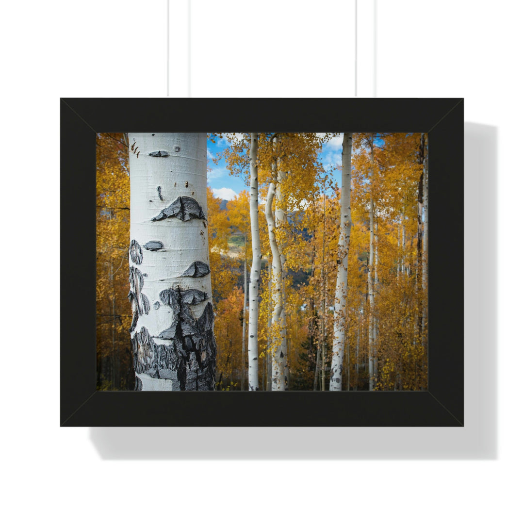 Aspens Changing - Framed Print - Visiting This World