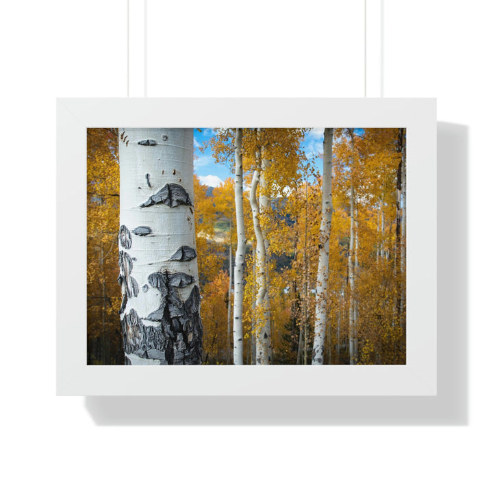 Aspens Changing - Framed Print - Visiting This World