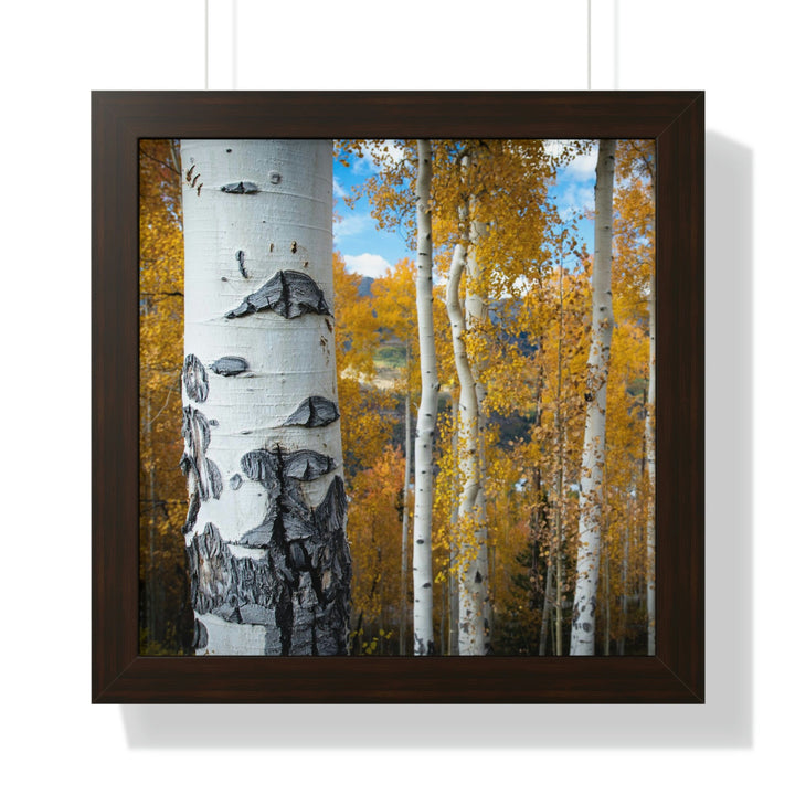 Aspens Changing - Framed Print - Visiting This World