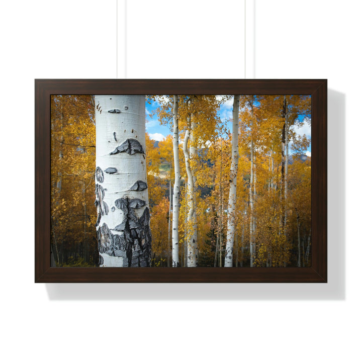 Aspens Changing - Framed Print - Visiting This World