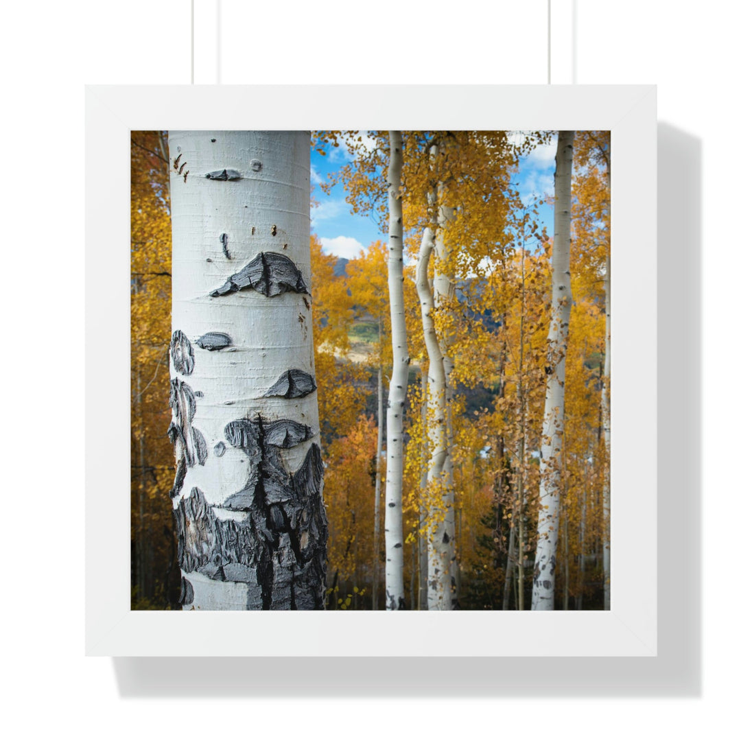 Aspens Changing - Framed Print - Visiting This World